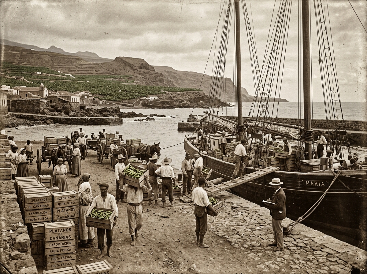 19th-Century Canary Islands Banana Export Harbor